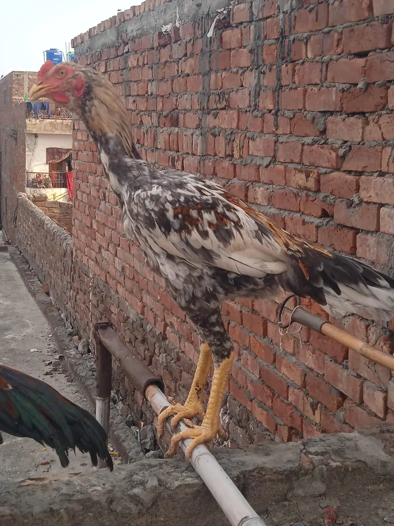 aseel miya wali 100% — photo 7