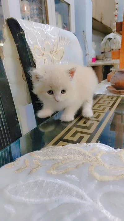 Persian kitten