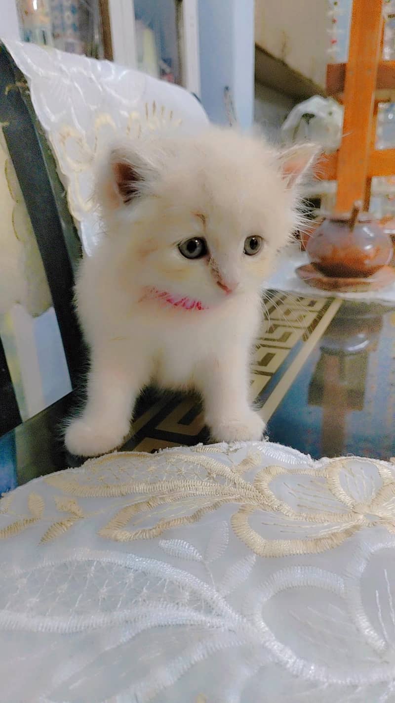 Persian kitten 1