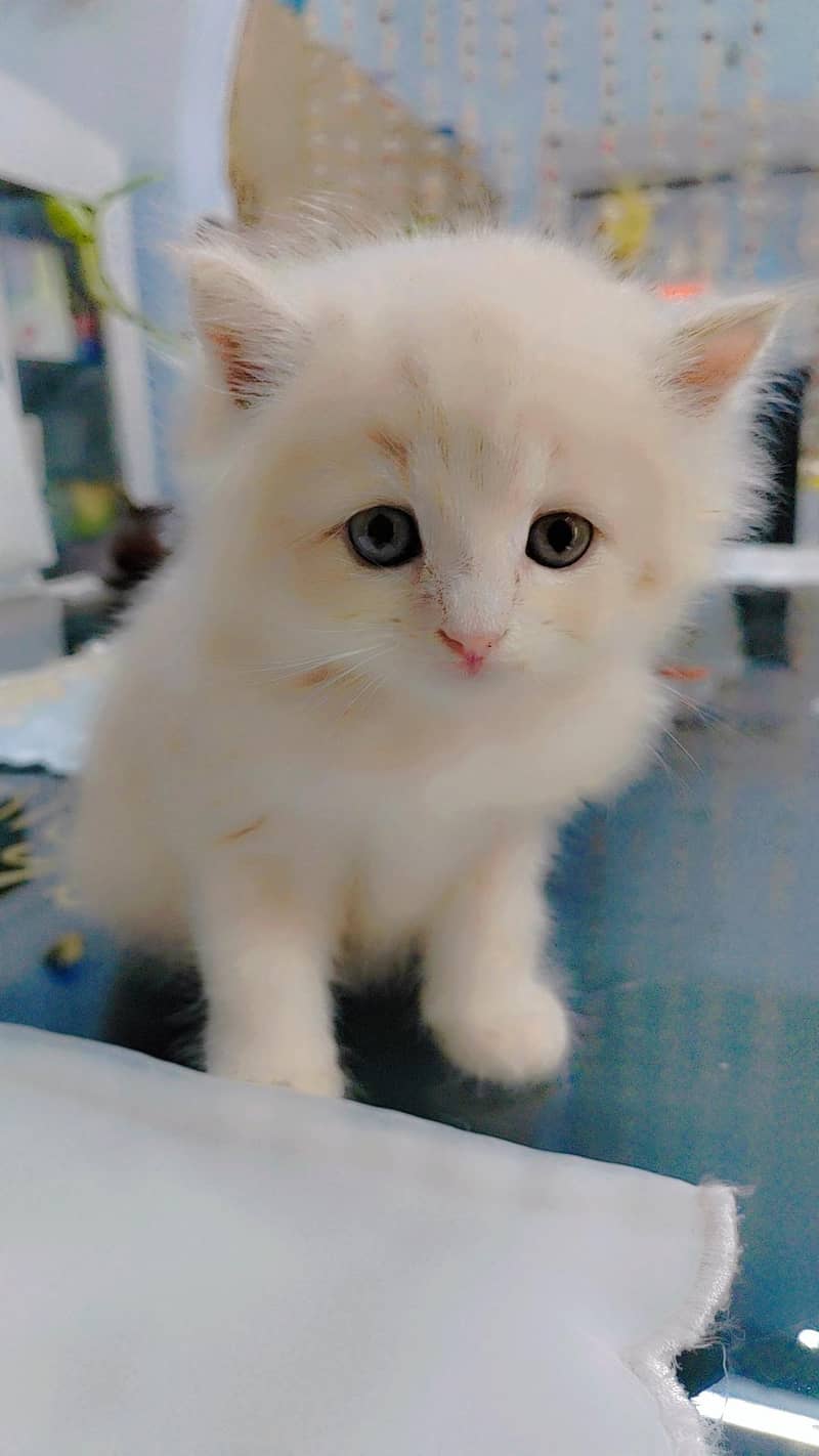 Persian kitten 2