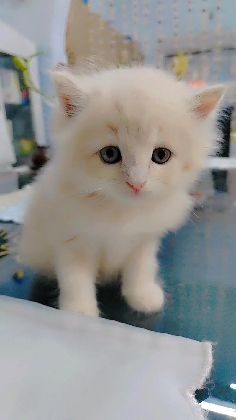 Persian kitten — photo 3