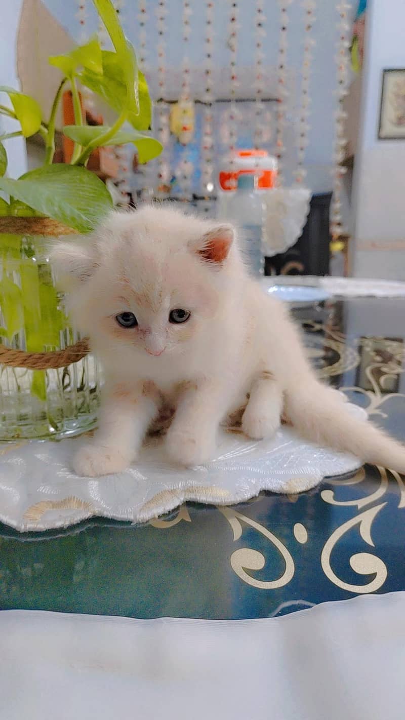 Persian kitten 3