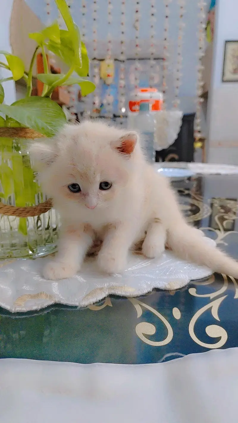 Persian kitten — photo 4