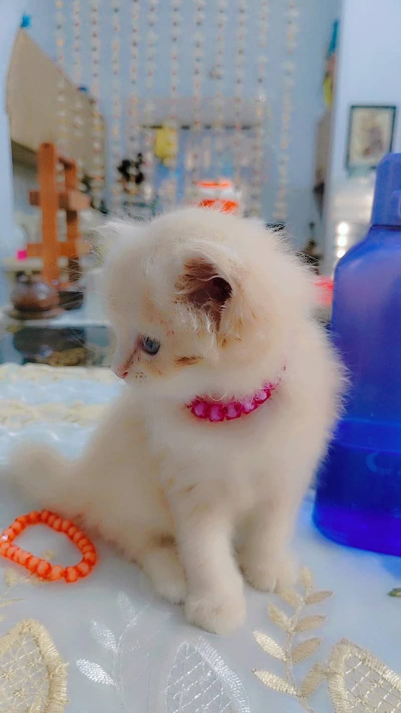 Persian kitten 4