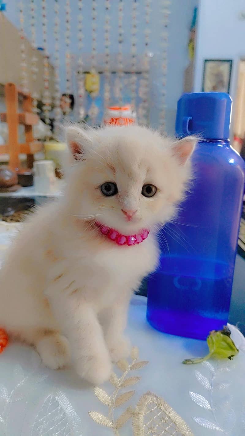 Persian kitten 5