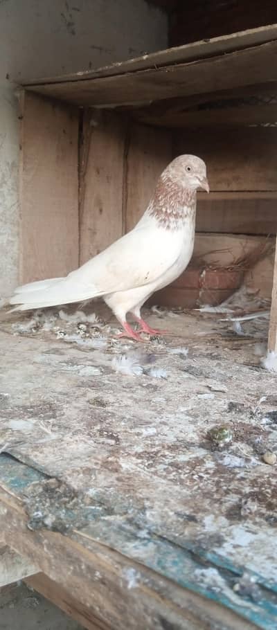 lakha motiwala male for sale