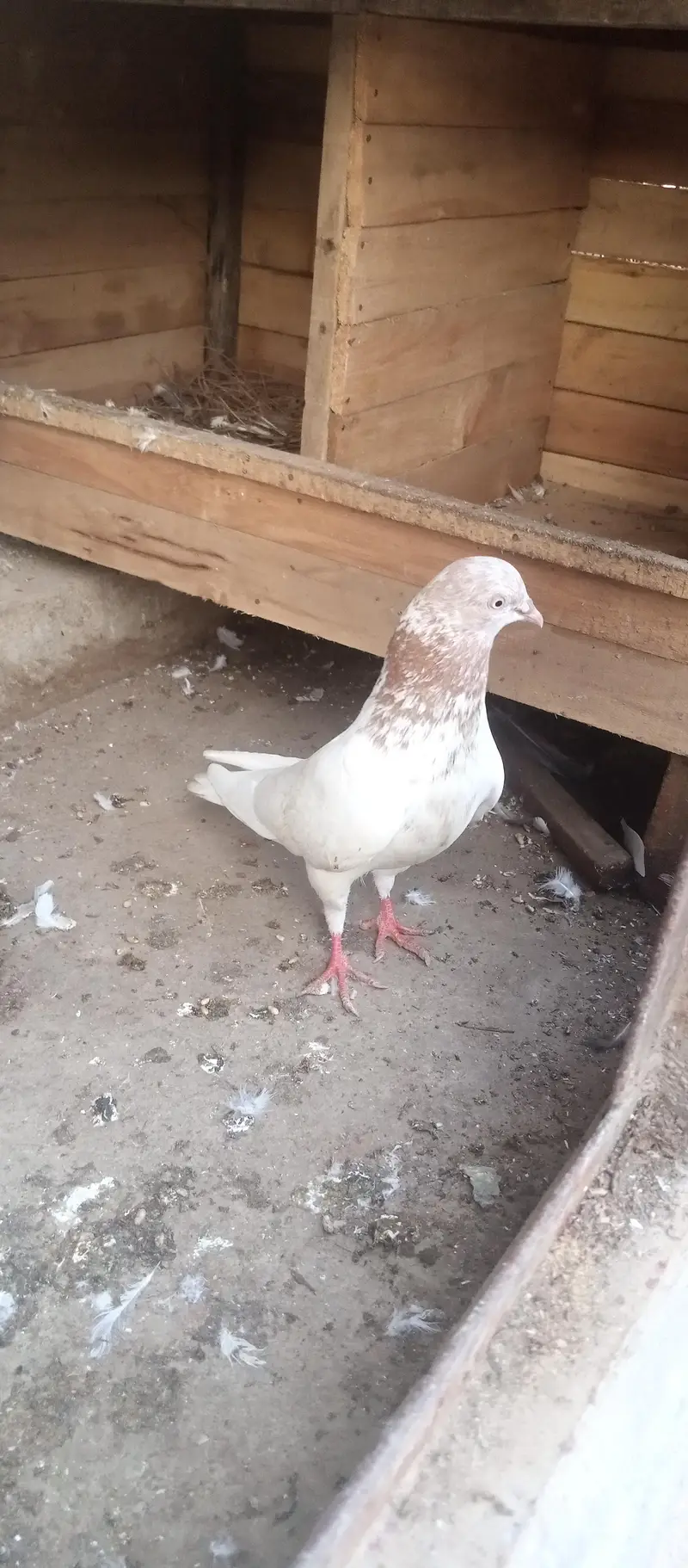 lakha motiwala male for sale — photo 3
