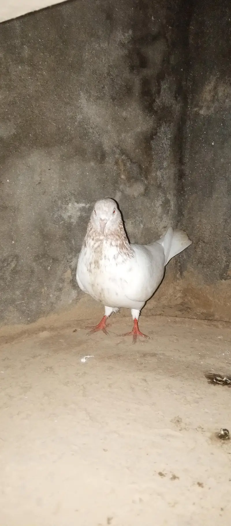 lakha motiwala male for sale — photo 6