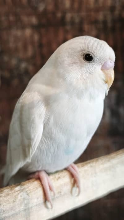 Budgies pair for sale Urgently