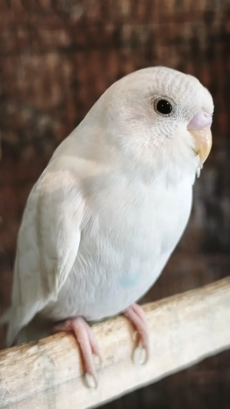 Budgies pair for sale Urgently — photo 2