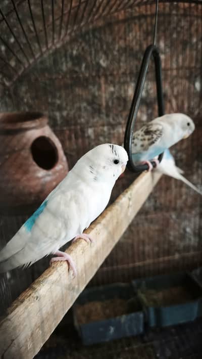 Budgies pair for sale Urgently