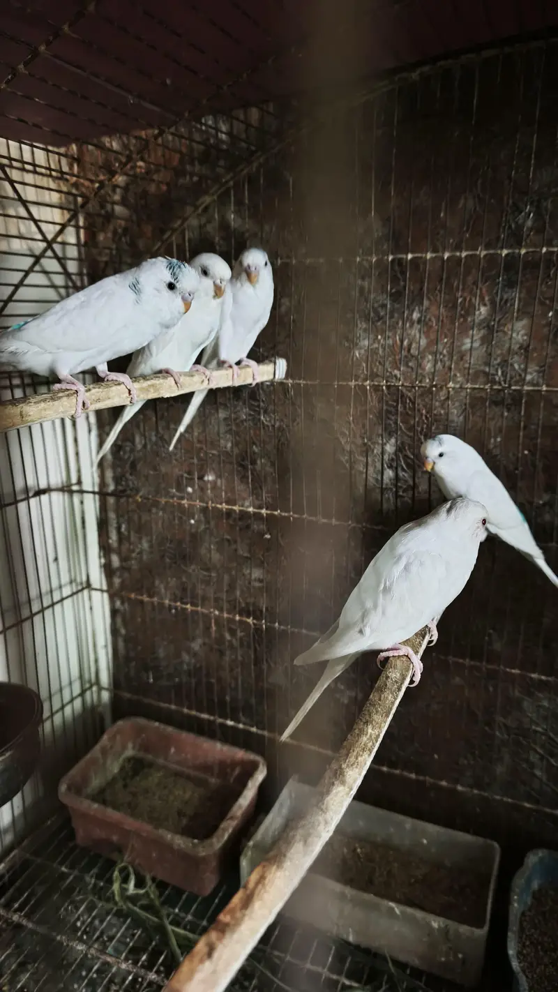 Budgies pair for sale Urgently — photo 5