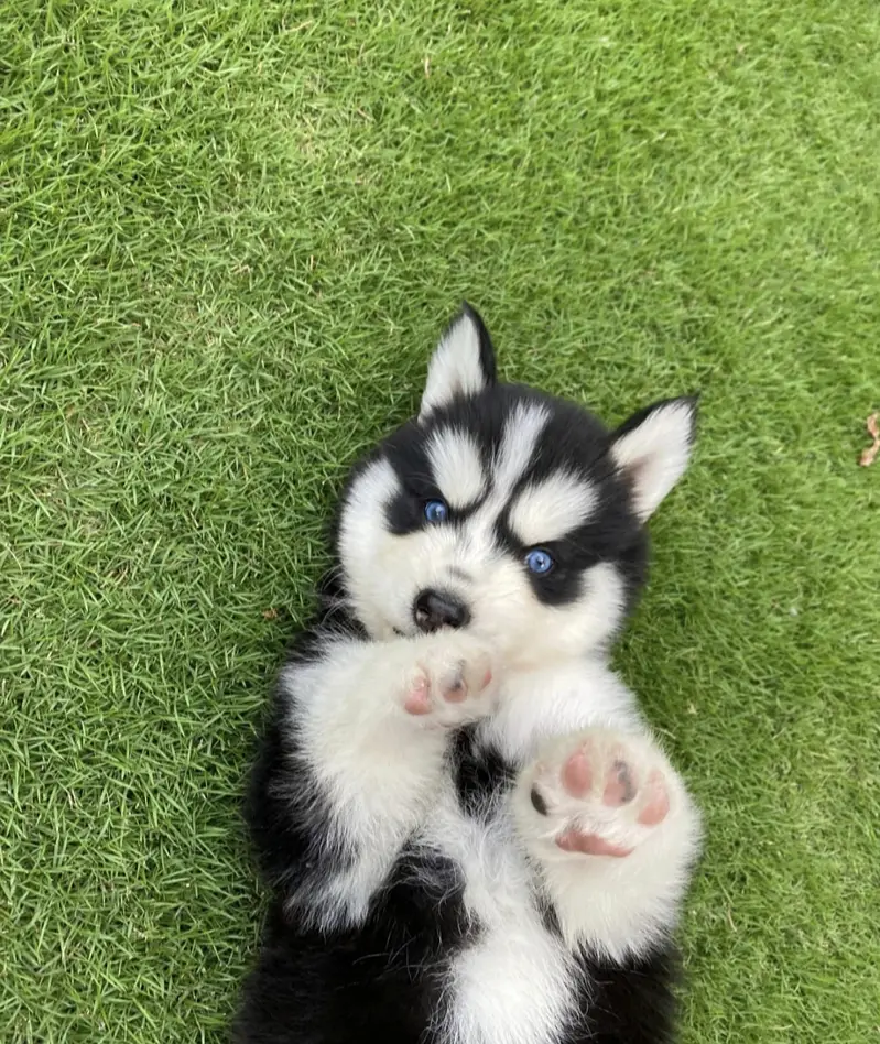 Siberian husky puppies 92@313@9363417 — photo 2