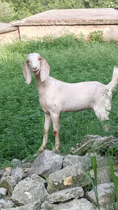 bakri for sale