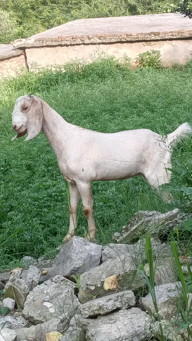 bakri for sale — photo 2