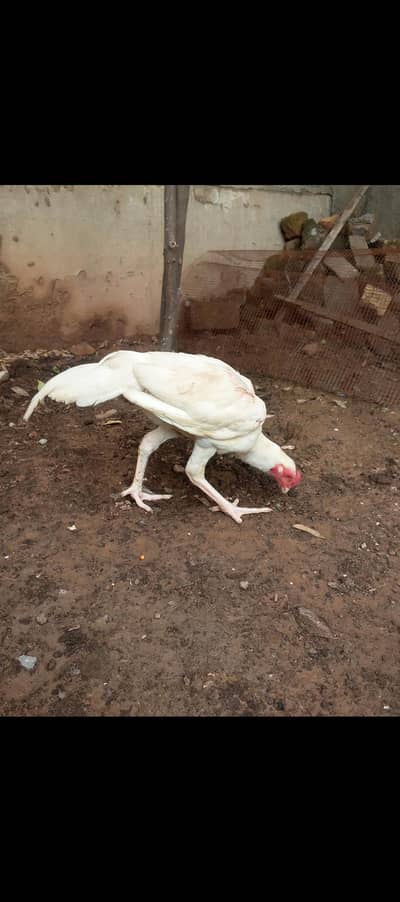 Hera aseel white nok nali