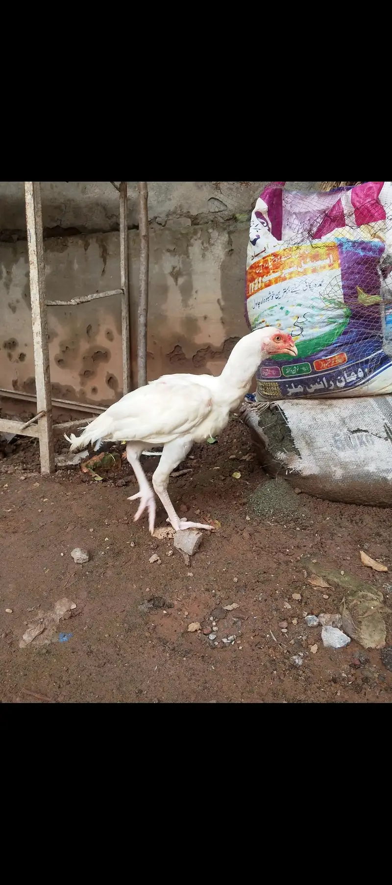 Hera aseel white nok nali — photo 2