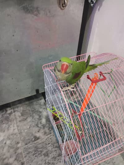 Alexander parrot