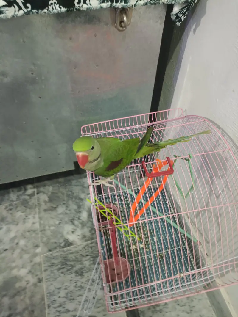 Alexander parrot — photo 2