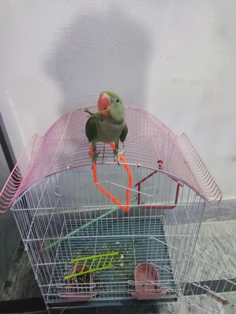 Alexander parrot — photo 3