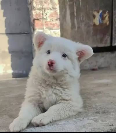 Russian puppy dog for sale