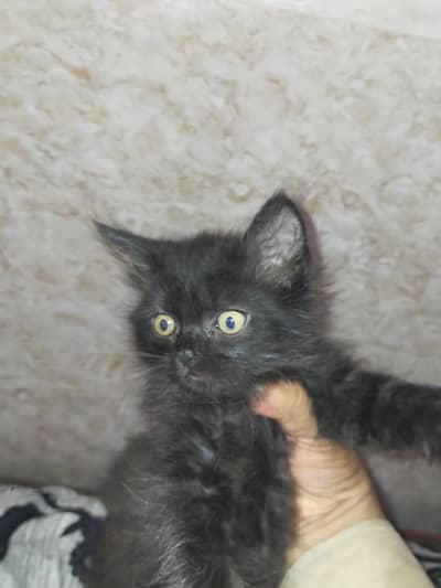 triple coat Kitten