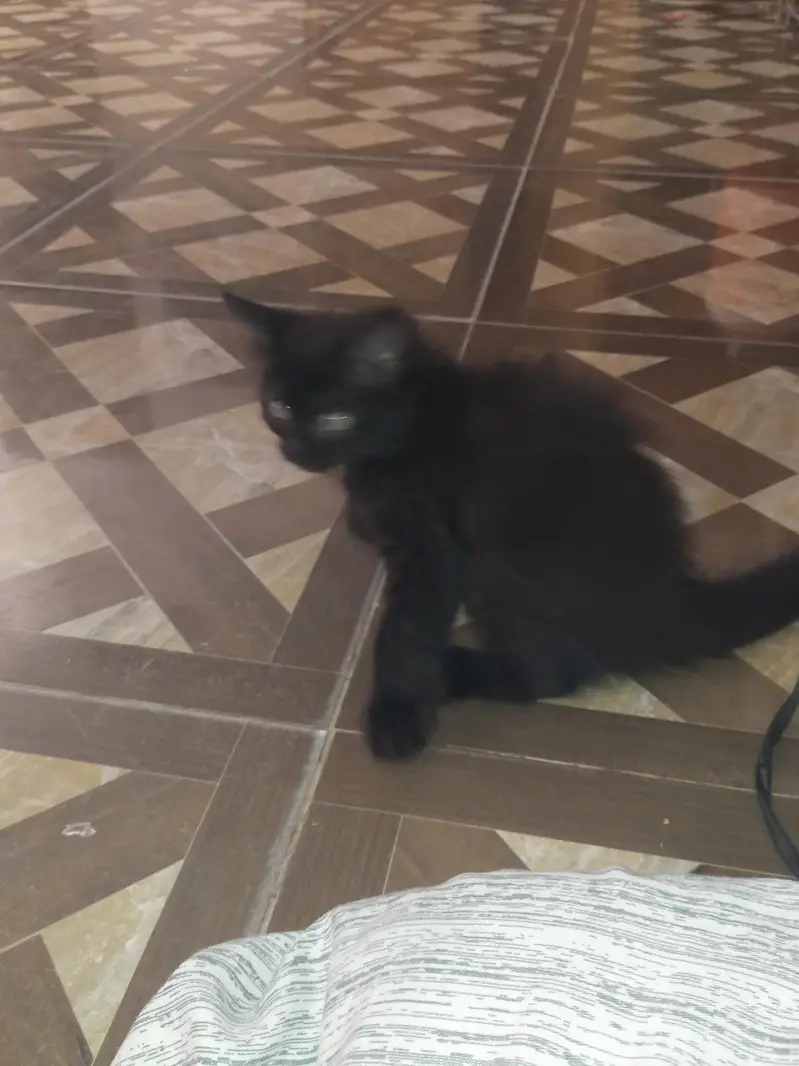 triple coat Kitten — photo 2