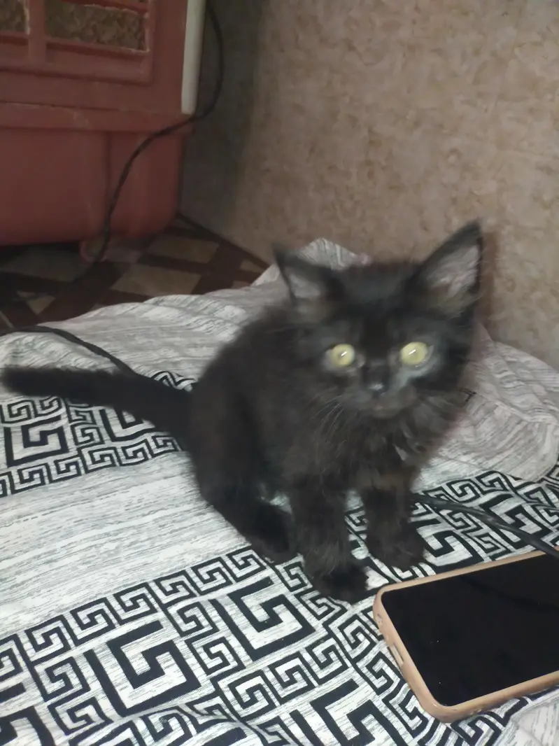 triple coat Kitten — photo 3