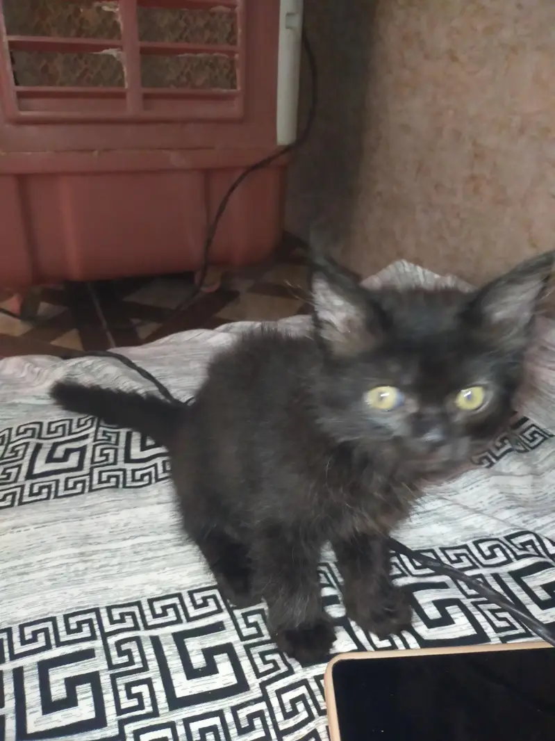 triple coat Kitten — photo 4