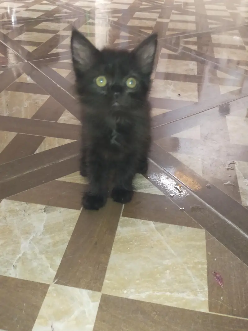 triple coat Kitten — photo 5