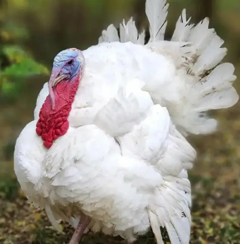 White Turkey Breeder pair