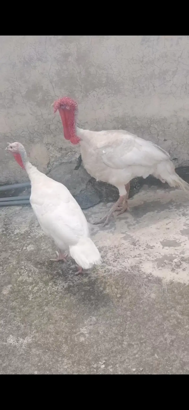 White Turkey Breeder pair — photo 2