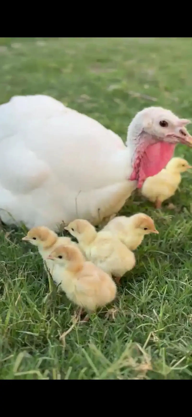 White Turkey Breeder pair — photo 3