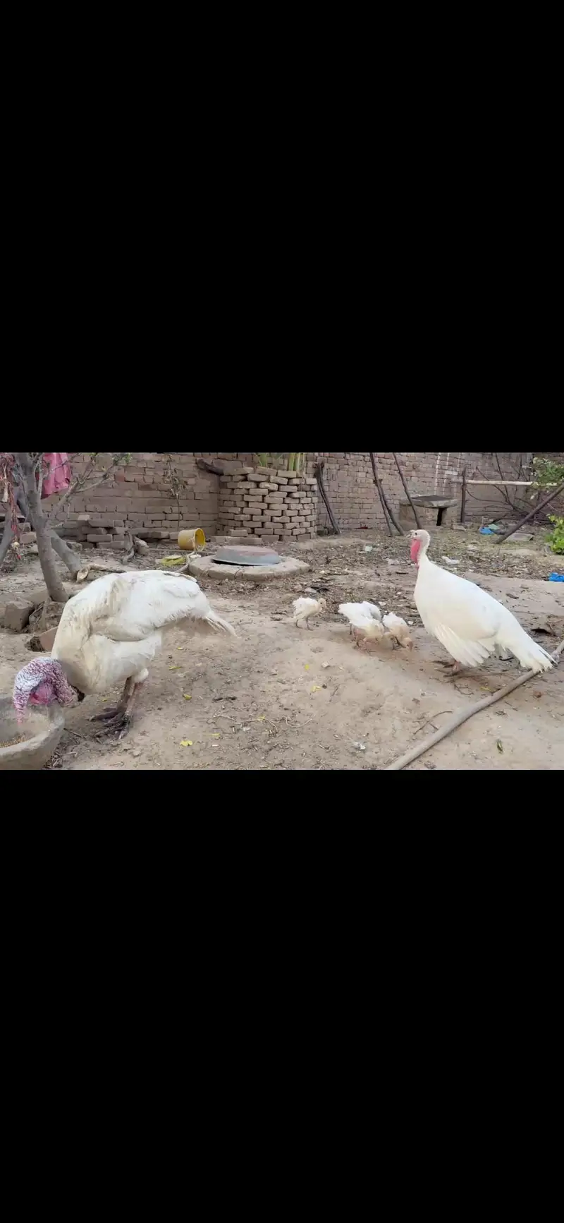 White Turkey Breeder pair — photo 4