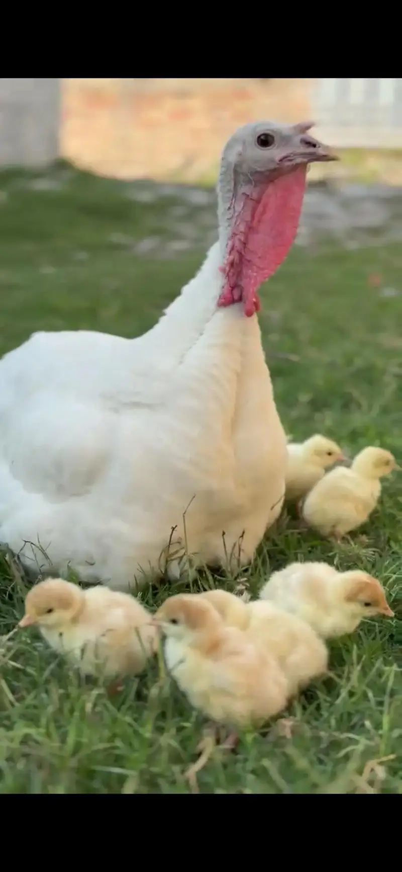 White Turkey Breeder pair — photo 5