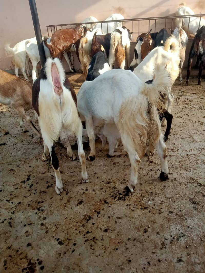 Goats 0