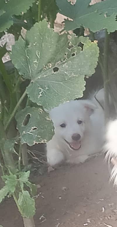 High quality Russian Male puppy