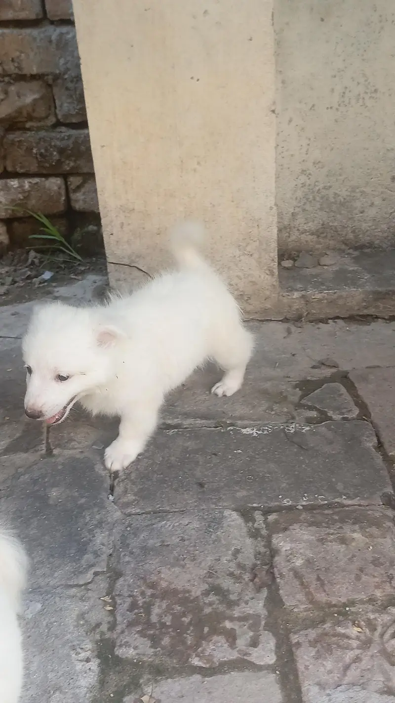 High quality Russian Male puppy — photo 2