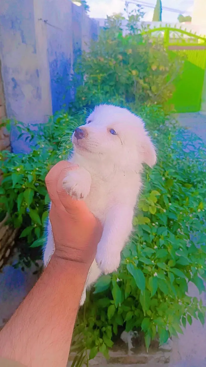 High quality Russian Male puppy — photo 3