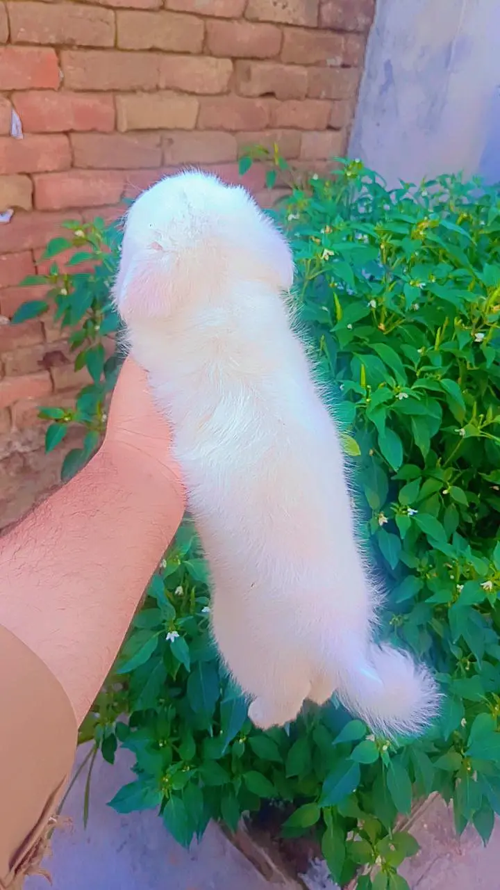 High quality Russian Male puppy — photo 4