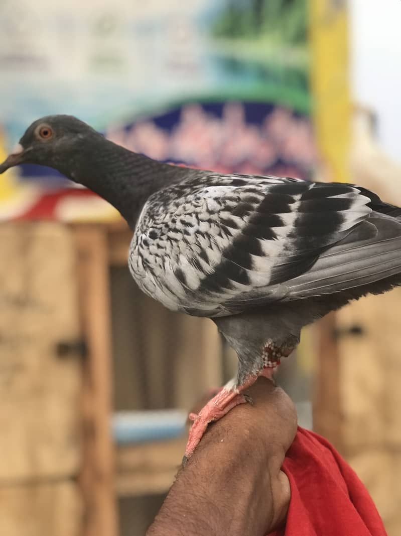 ٹرین کبوتر 0