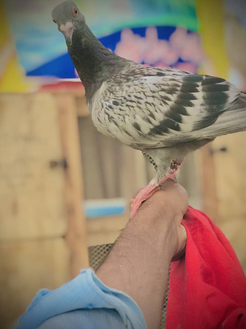 ٹرین کبوتر 1