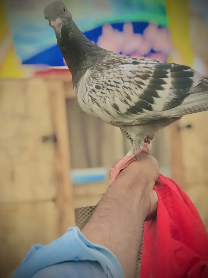 ٹرین کبوتر — photo 2