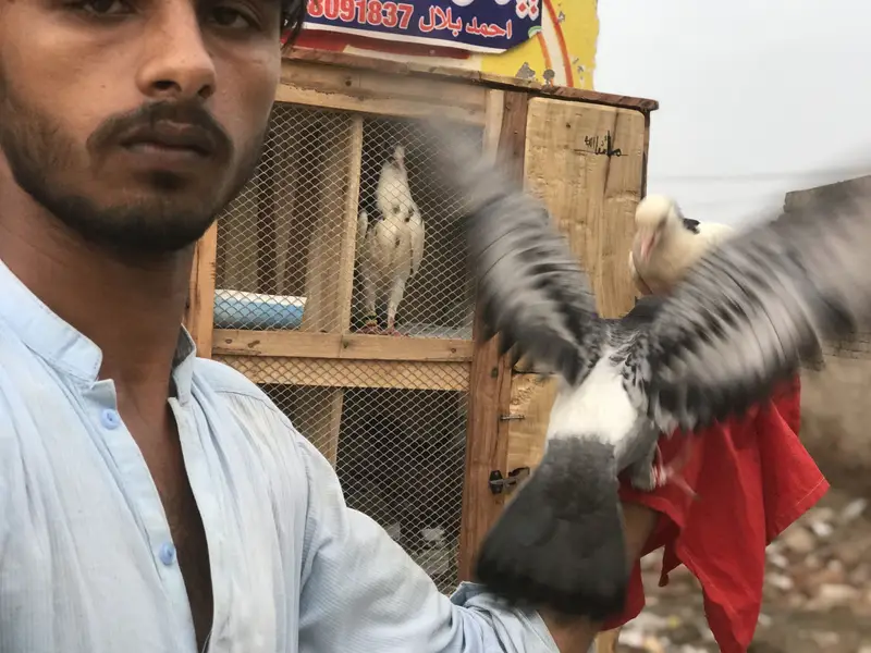 ٹرین کبوتر — photo 4