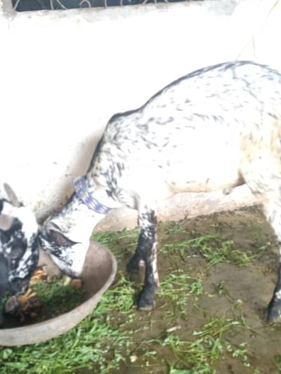 des corss bakri pure
