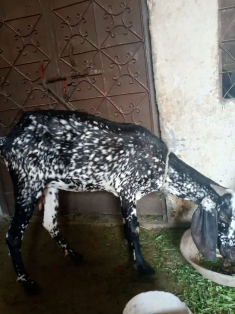 des corss bakri pure — photo 2