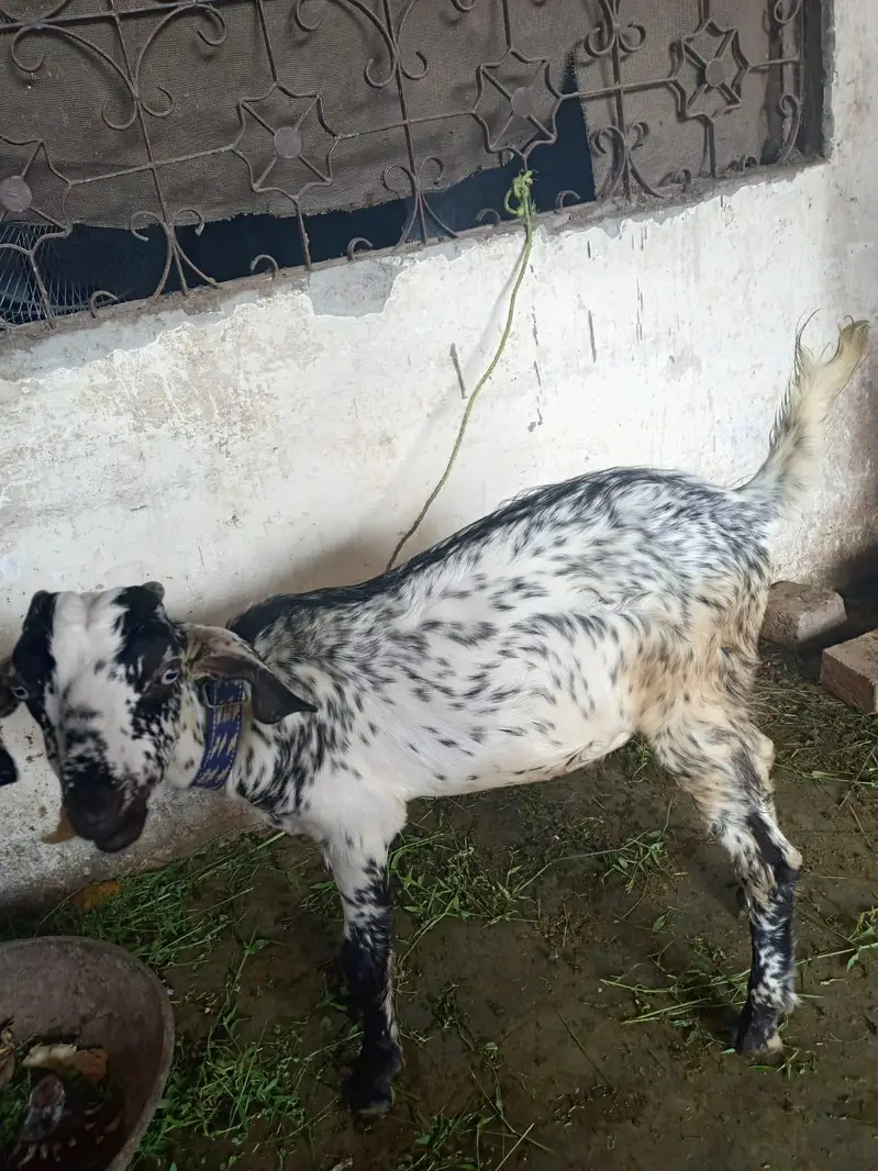 des corss bakri pure — photo 3