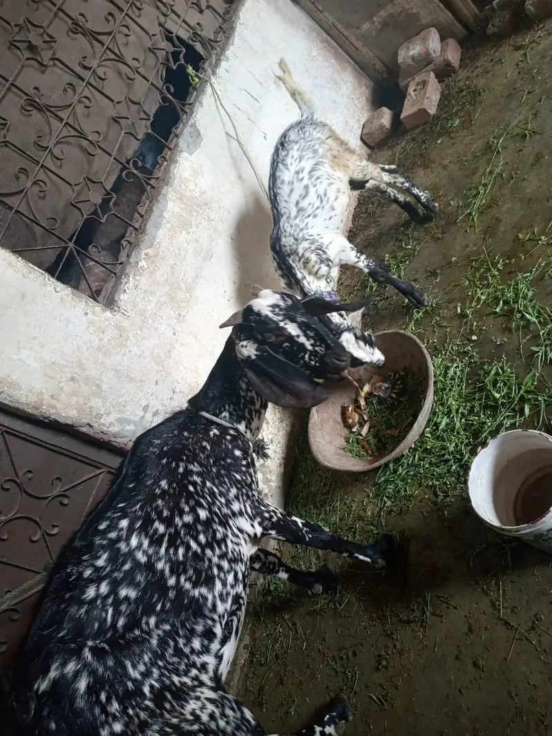 des corss bakri pure — photo 4