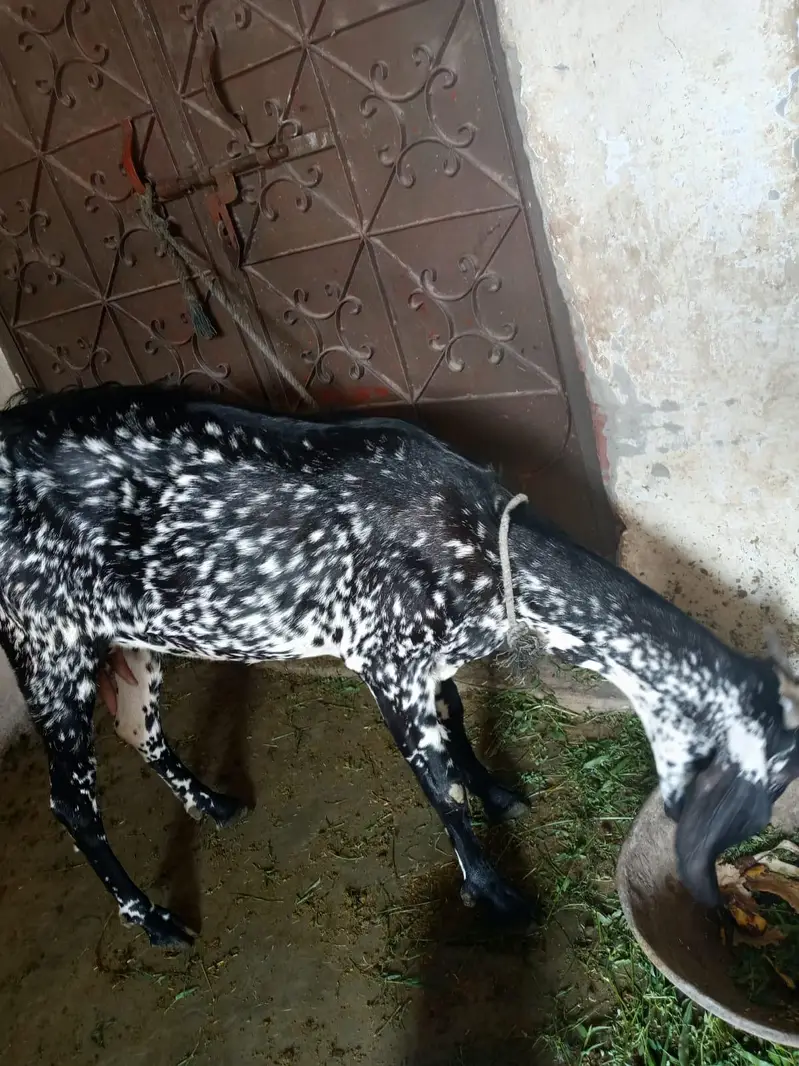des corss bakri pure — photo 5
