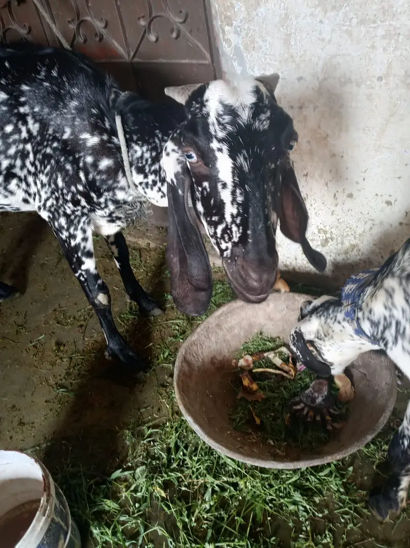 des corss bakri pure — photo 6
